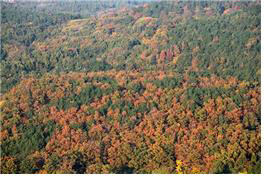 소나무재선충병 피해 고사목의 모습.  산림청 제공